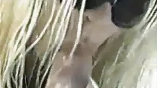 Morena vídeo pornô em desenho encantadora tira as leggings em frente ao macho